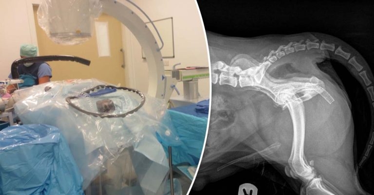 Advances in companion animal cancer: interventional oncology