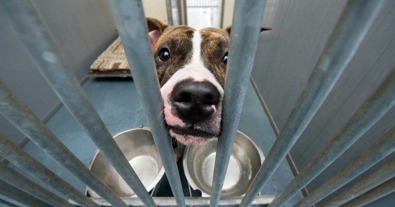 Charity warns rehoming requests still soaring as VAT campaign continues