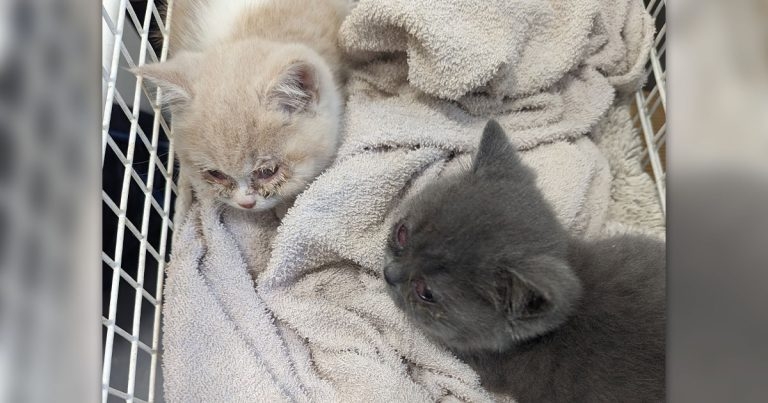 RSPCA issues abandonment plea after four-week-old kittens dumped in box