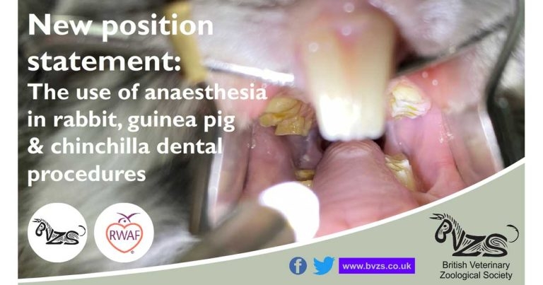 Conscious dentals for rabbits and guinea pigs branded unsafe by BVZS 