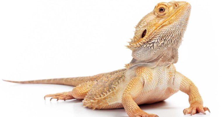 Reptile case support on offer at BVA Live