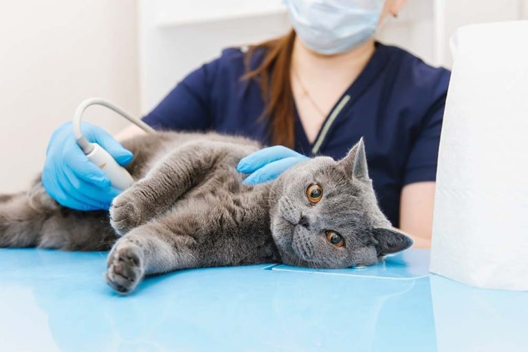 Consensus statement standardises abdominal ultrasound
