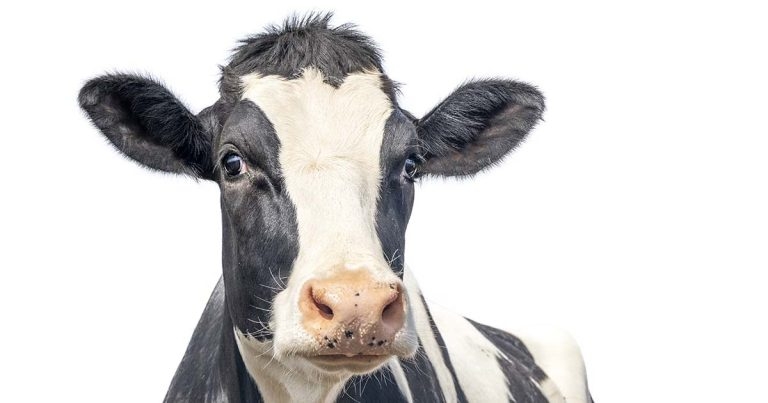 Should vets and farmers be using more synchronisation protocols?