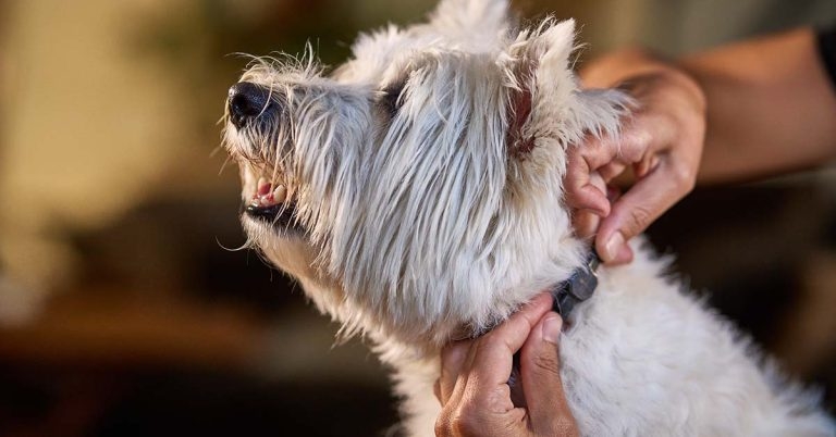 Skin health collar set to launch across Europe