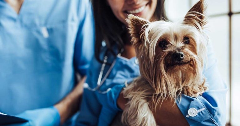 Dog-friendly status for north London practice as new initiative grows
