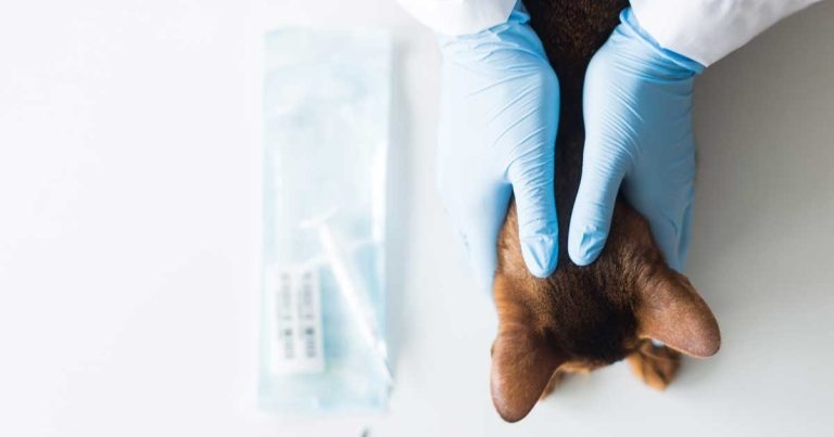 Microchipping webinar to focus on cat-friendly approach