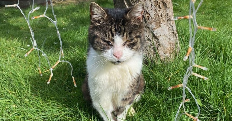 Southfields team saves cat with pioneering pacemaker surgery