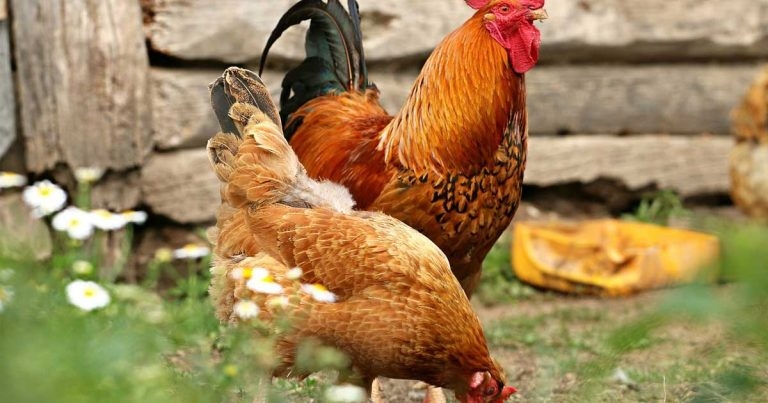 Avian flu housing rules to be lifted in England and Wales