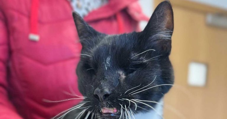 Cat saved after sustaining horror injuries in road collision