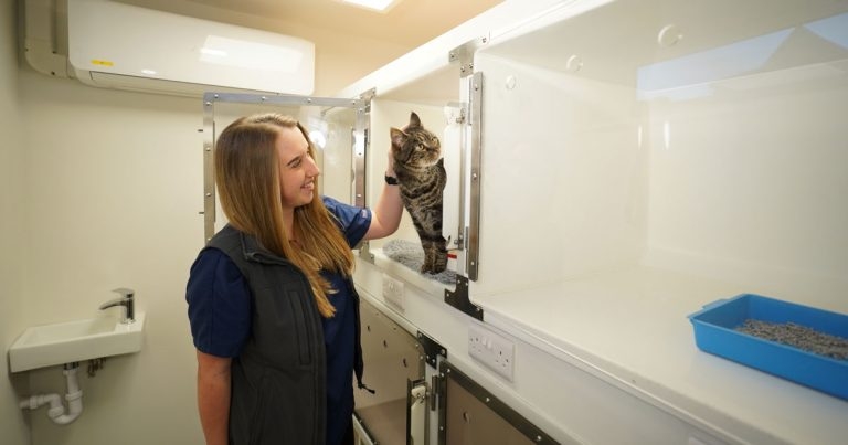 Kent practice sets up stand-alone cat clinic