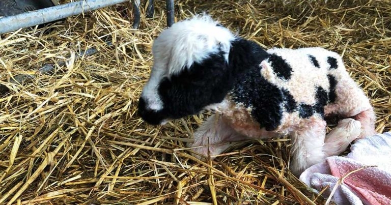 Ovine caesarean sections