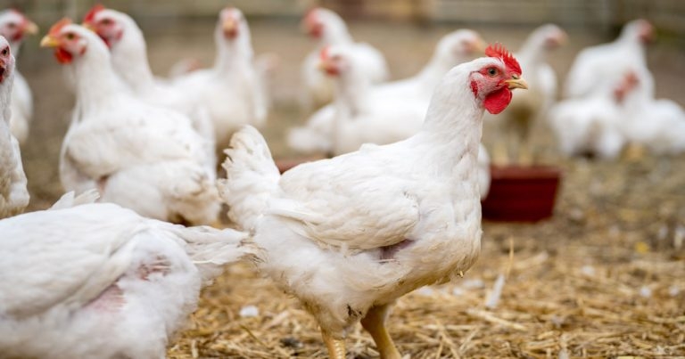 Two people test positive for avian flu, but medics say human risk remains very low