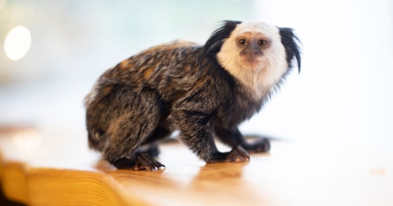Privately kept primates could be at risk after bill is axed