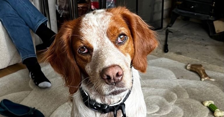 Vets discover dog&#8217;s abscess was caused by multiple shotgun pellets