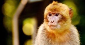 Primate rule enforcement roadmap needed now, Defra warned
