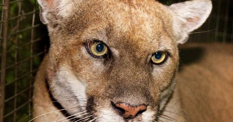 Postmortem results reveal poorly state of LA’s beloved mountain lion