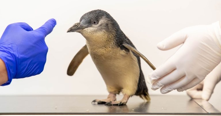 Cave Veterinary Specialists in ‘world first’ MRI scan of fairy penguin