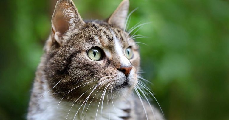Advances in FIP treatment: an Australian perspective