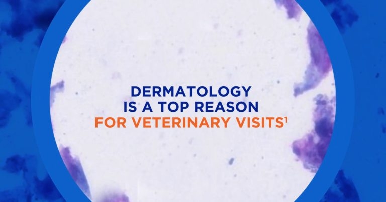 New AI Dermatology capability for Vetscan IMAGYST now available