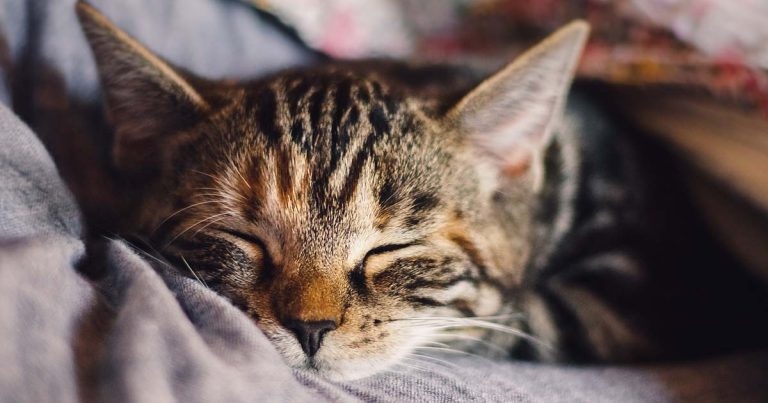 FIP: monitoring, drug combinations, and treatment of cats with faecal shedding