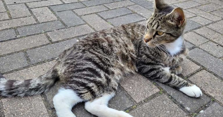 Wakefield referral unit steps in to help cat with rare heart condition