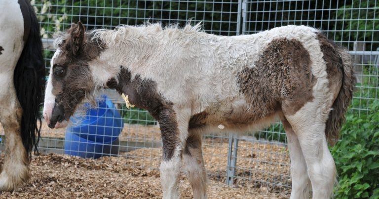 Survey highlights need for vet-owner cooperation on strangles