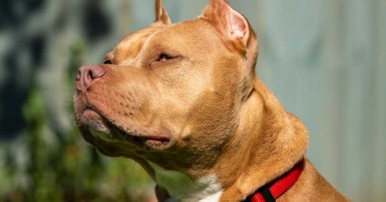 BVA to &#8216;follow with interest&#8217; impact of Ireland&#8217;s laws on ear cropping