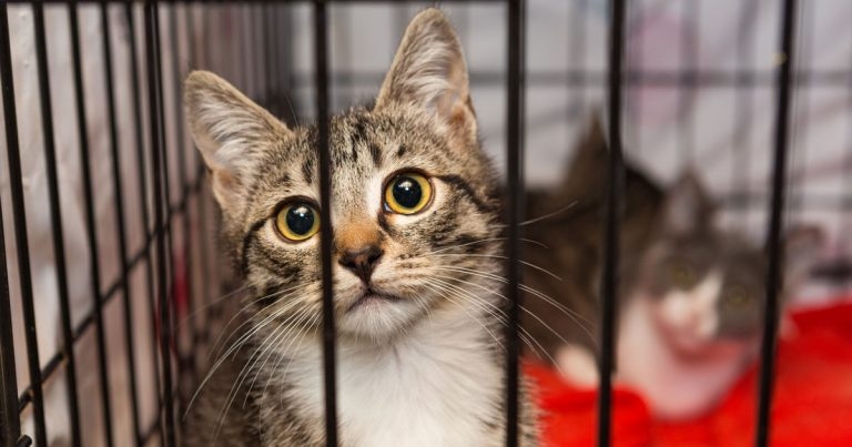 RSPCA launches appeal for cat adopters amid soaring cost of private boarding