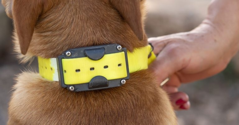 Vets urged to pressure MPs over shock collar ban plan