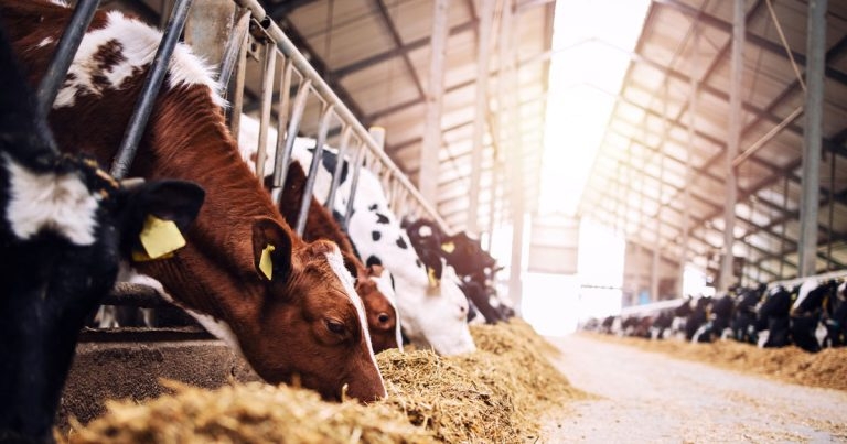£9m livestock disease research funding package announced