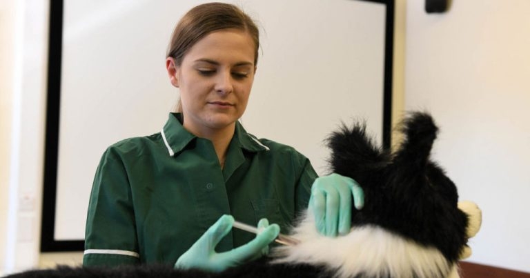 NI vet nurses receive funded CPR training 
