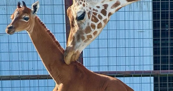 Spot the difference: unique giraffe creates global sensation