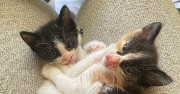 Northampton vets step in after kittens discovered in lorry from Portugal