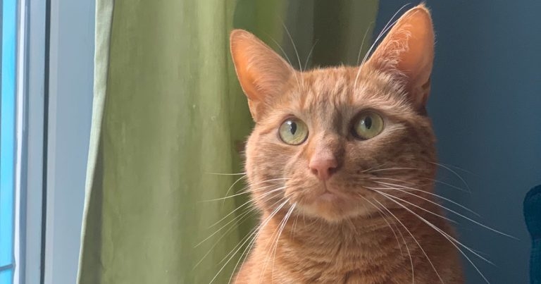 New treatment for deadly feline virus ‘great news’, says Cheshire practice