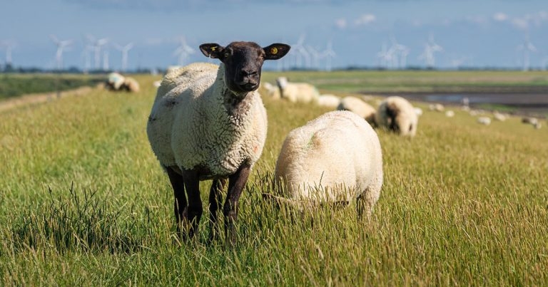 Moredun leads £6m sheep parasite vaccine project