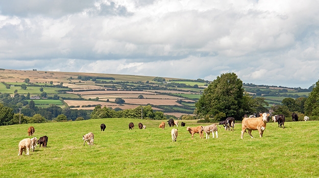 Exotic diseases in livestock – what must vets and farmers worry about?