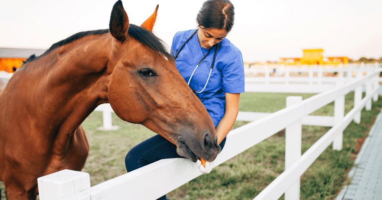 CMA review may impact equine vet sector despite its ‘race to the bottom’