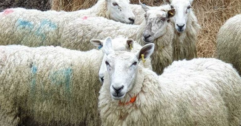 Researchers eye technological boost to liver fluke control strategy