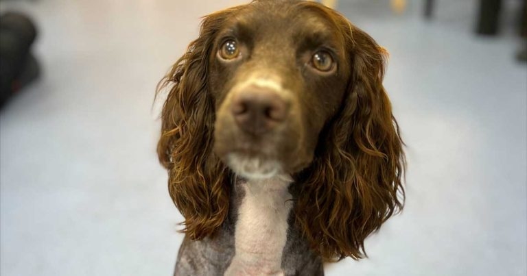 Vets step in to help fund dog’s life-saving operation