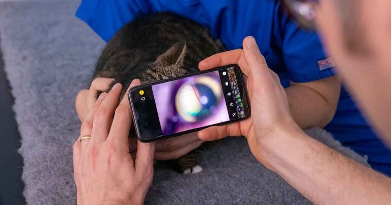 Vet professionals struggling with identifying feline hypertensive lesions