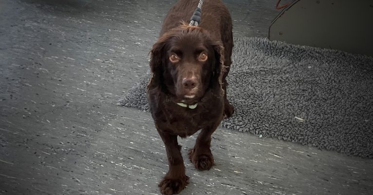 Sequential, bilateral fracture of the humeral condyle in a spaniel