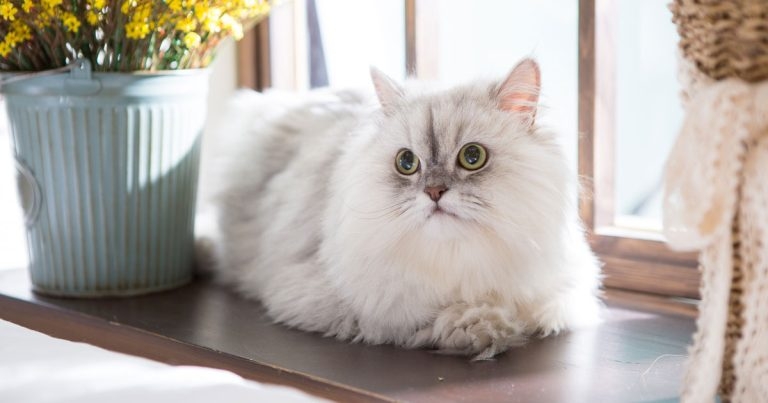 iCatCare, FECAVA and others campaign for brachy cat ads ban