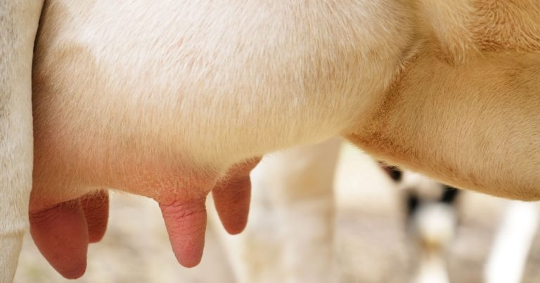 Mastitis and udder health focus of webinar