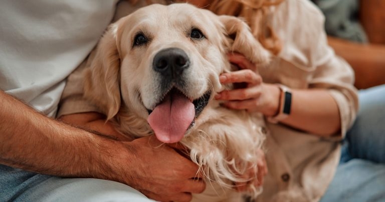 Hundreds of pets kept in homes as RSPCA-Purina partnership helps struggling owners
