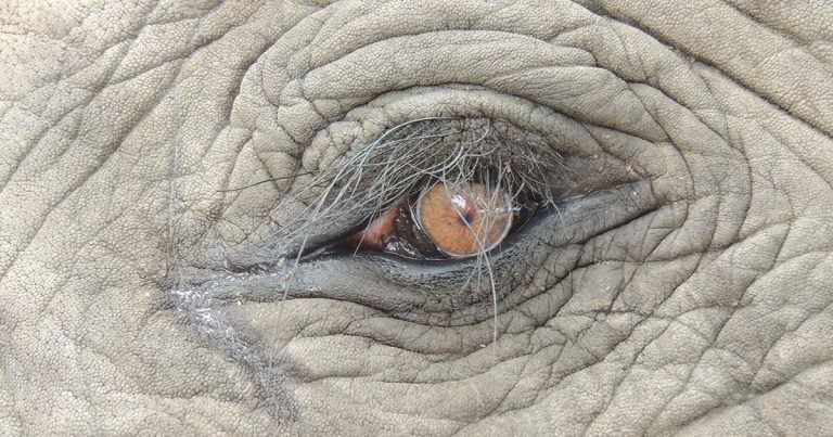 RVC-led research shows why eyesight so vital for elephants