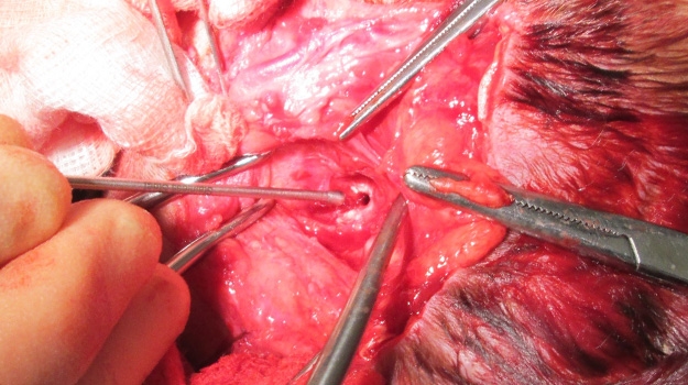 Surgical management of otitis in dogs and cats – the challenges