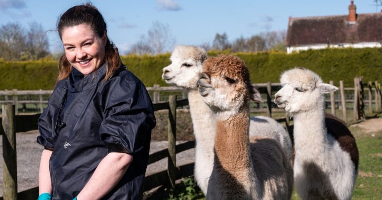 Camelid care to feature in latest interactive webinar for new vets 