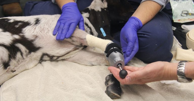 No kidding as goat gets 3D-printed foot
