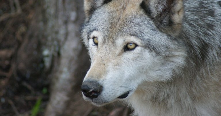 Wolf gut bacteria could hold key to chronic dog disease, US study claims