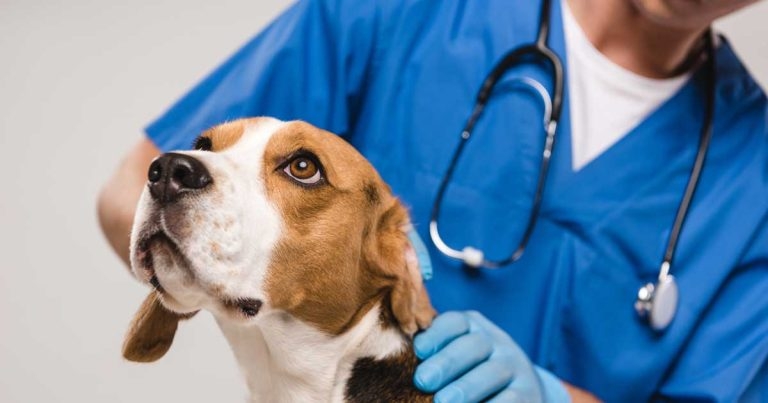 Vets’ service fees now appropriate, vet groups tell CMA